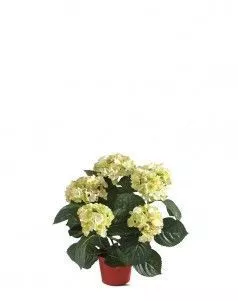 Гортензия куст кремово-зелёный в горшке
