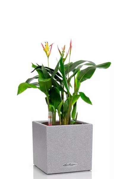 Геликония в CANTO STONE 14