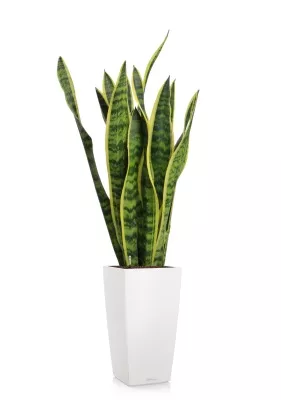 Сансевиерия Лауренти 17/60 см в CUBICO Color 22