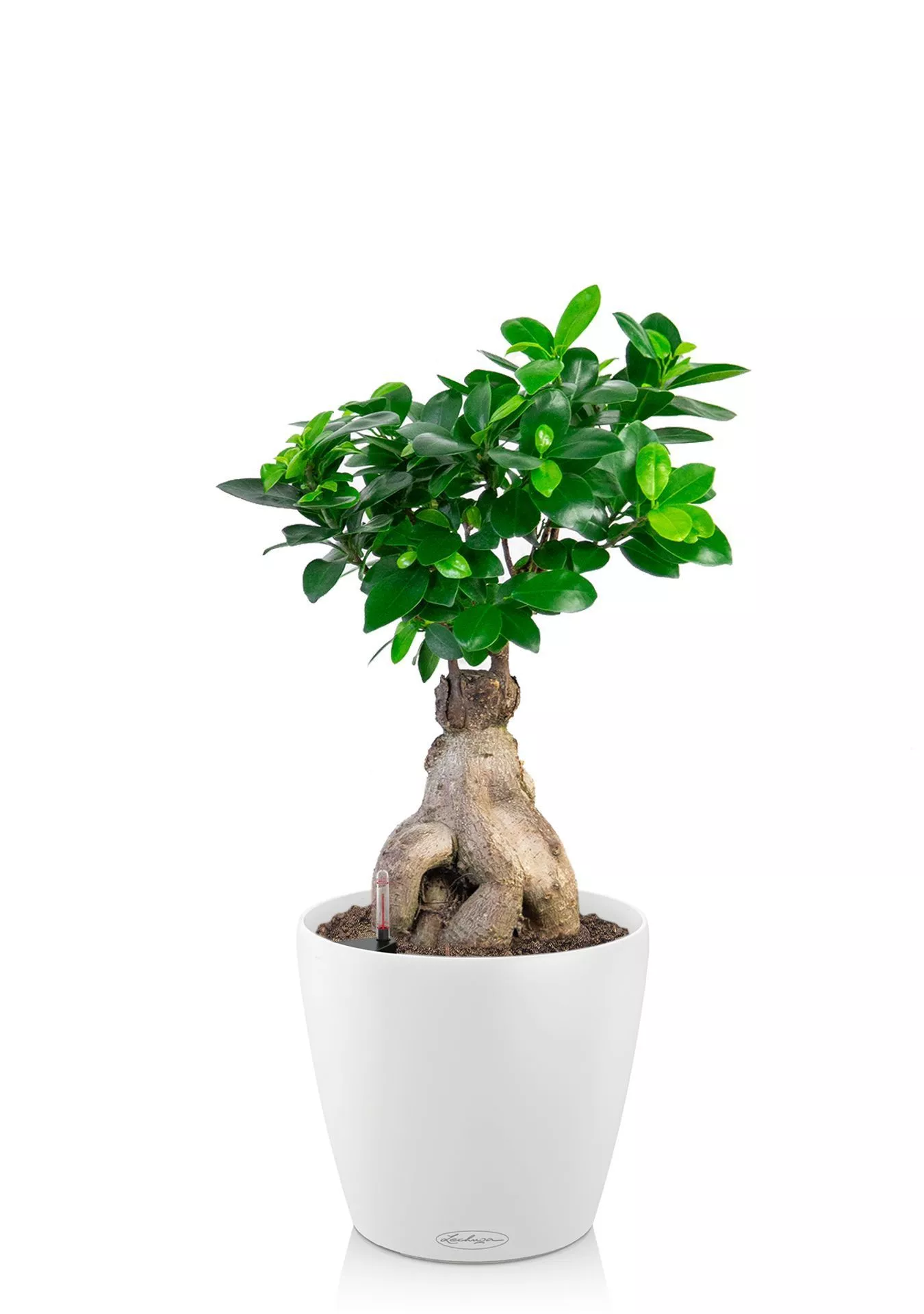 Бонсай Бонсай