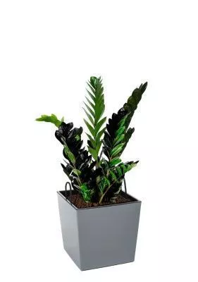 Замиокулькас Равен 15/50 см в Juka 19x19, серый бетон