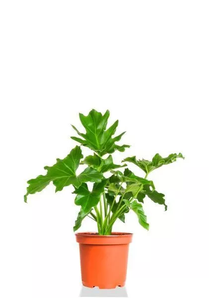 Филодендрон Шангри Ла 14/35 см