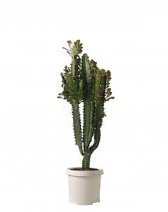 Эуфорбия Молочай Рубра 17/65 см