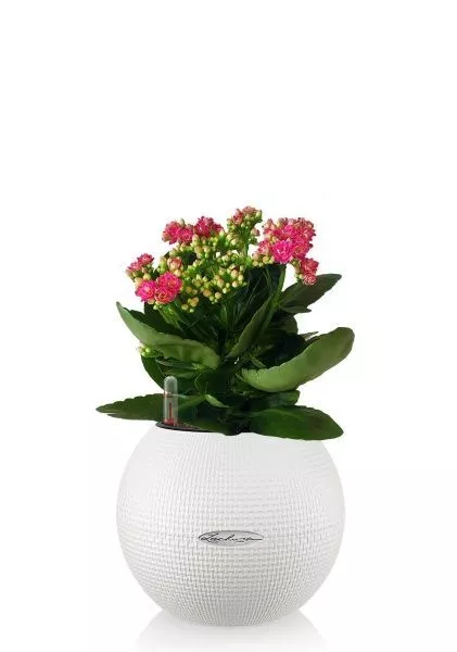 Каланхоэ в PURO 20