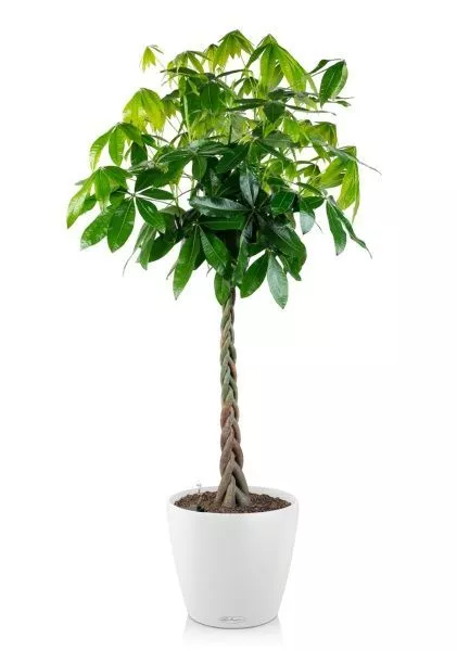 Пахира Акватика 30/170 см в CLASSICO COLOR 35