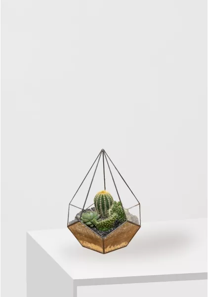 Флорариум - мини капля с кактусами и суккулентами