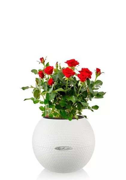 Роза Бо Монд красная 12/25 см в PURO 20