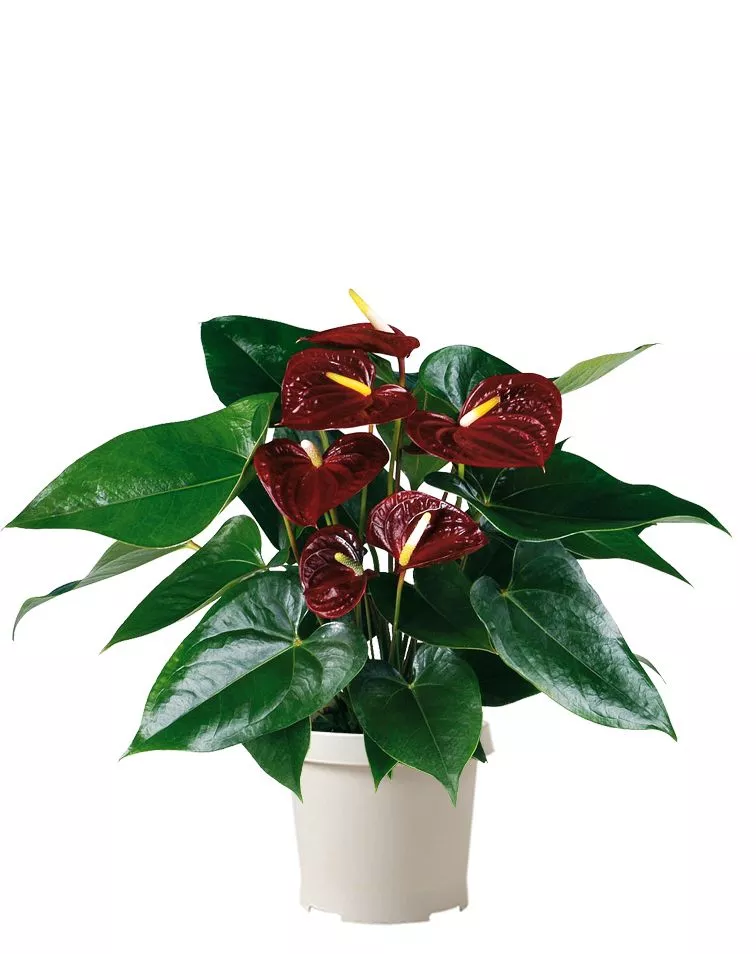 Антуриум Андре шоколадный 17/55 см