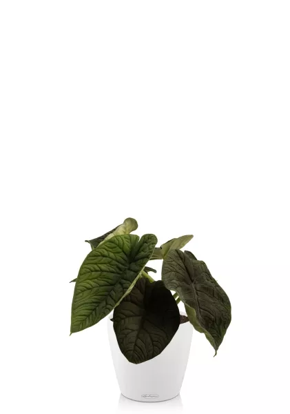 Алоказия Мело 14/20 см в CLASSICO18