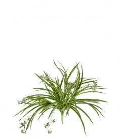 Хлорофитум бело-зелёный куст с ростками