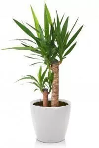 Юкка в CLASSICO LS 21