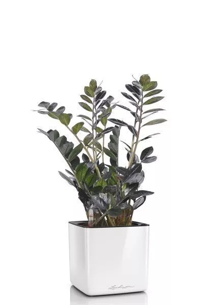 Замиокулькас Равен 15/50 в CUBE GLOSSY 16