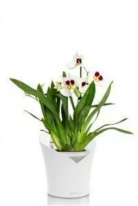 Орхидея Мильтония белая ORCHIDEA 18/35, Белый матовый