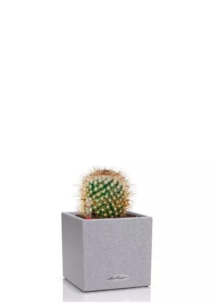 Кактус Маммиллярия Альбиланата 12/20 см в CANTO STONE 14