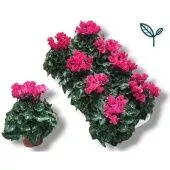 Цикламен Compact Pink d10.5 см h17.5 см тип 2