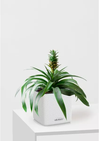 Ананас в CUBE COLOR 14