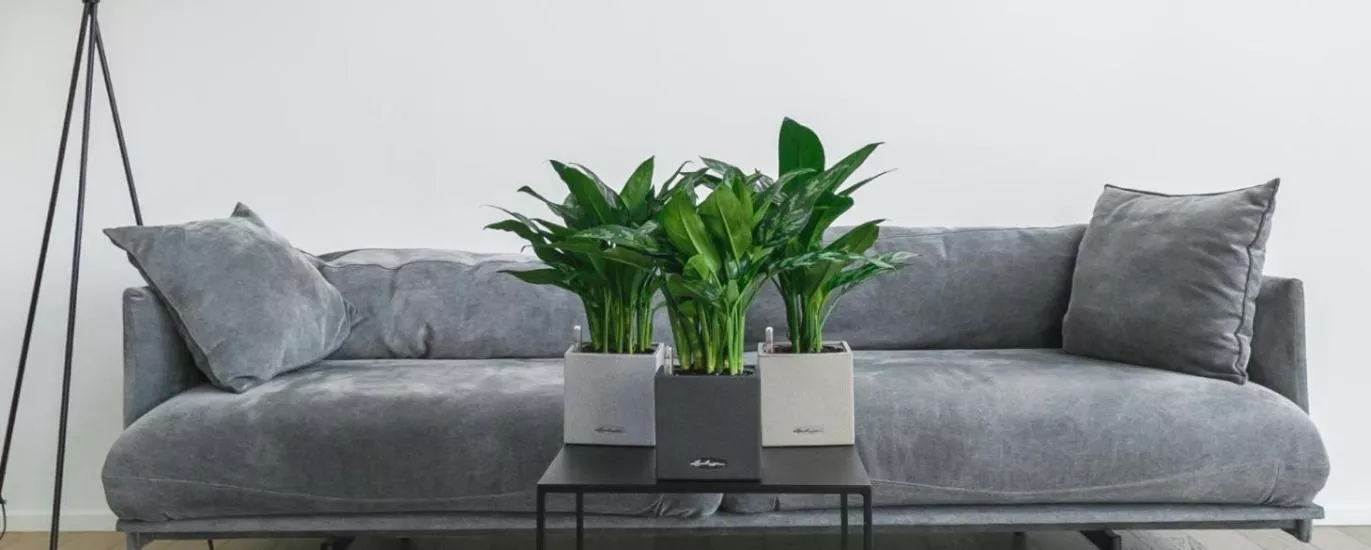 Топ-5 теневыносливых растений