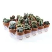 Кактусы микс d7 см h10 см