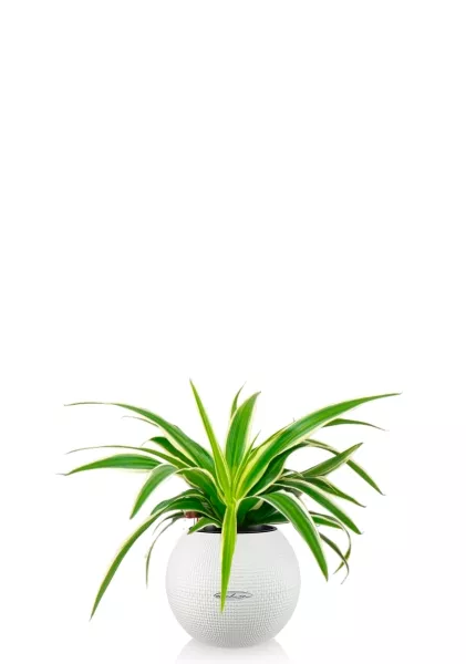 Хлорофитум Айриш 12/30 см в PURO 20