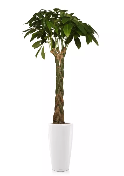 Пахира 27/170 см в RONDO 32