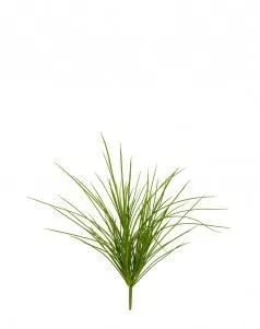 Трава Оньон куст малый