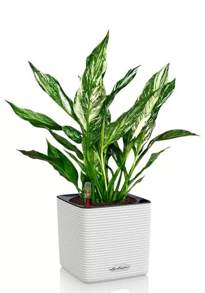 Спатифиллум вариегатный (без соцветий) 12/40 см в CUBE COLOR 14