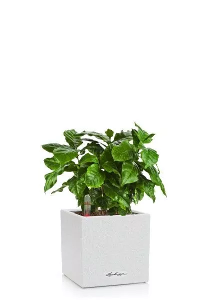 Кофе в CANTO STONE 14