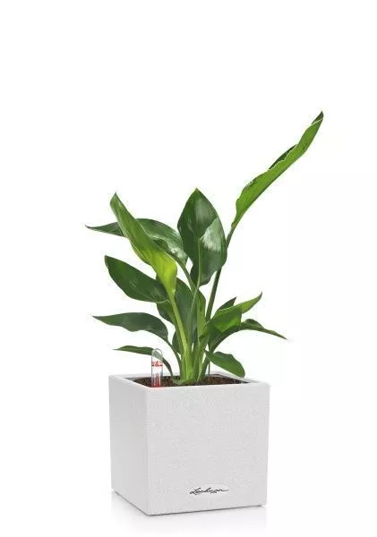 Стрелиция Регина в CANTO STONE 14