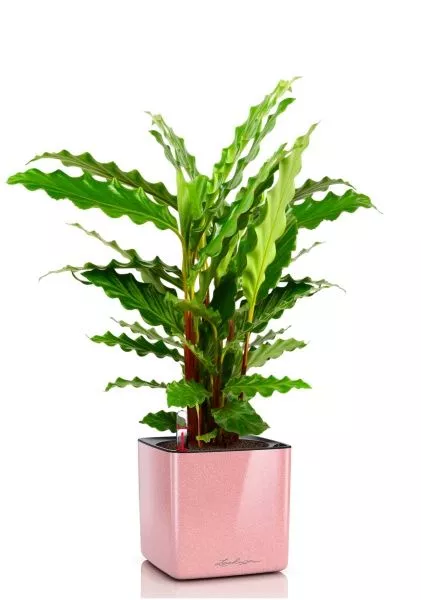 Калатея Руфибарба 12/50 см в CUBE GLOSSY KISS 14