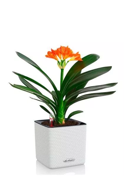 Кливия Оранж 13/50 см в CUBE COLOR 14