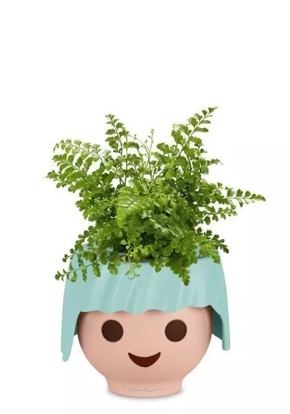 Папоротник Парвати в OJO