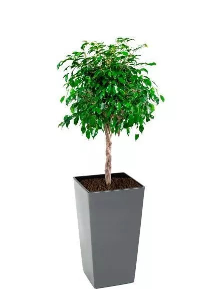 Фикус Экзотика переплетенный 23/110 см в LAMELA Finezja 30x30