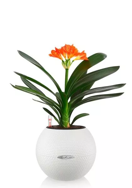 Кливия Оранж 13/50 см в PURO 20