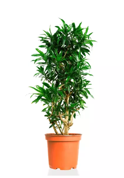 Драцена Песнь Ямайке 35/150 см