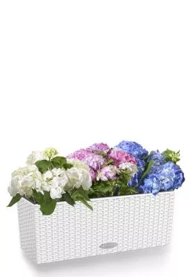 Гортензия Цветной Микс в BALCONERA Cottage 50, белый