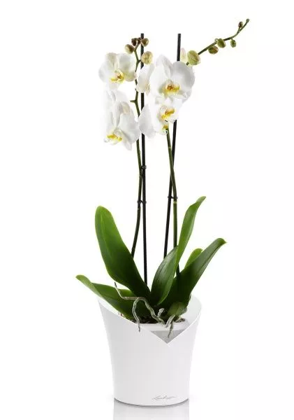 Фаленопсис Кэмбридж в ORCHIDEA 18