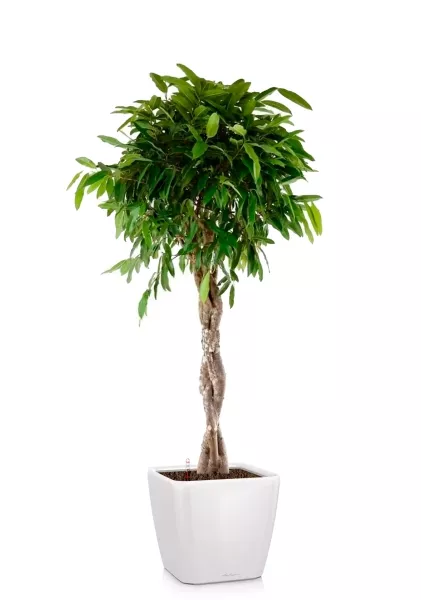 Фикус Амстел Кинг переплетенный 30/140 см в QUADRO LS 43