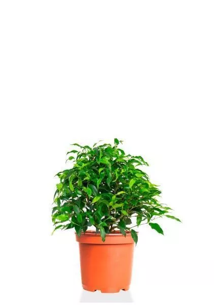 Фикус Бенджамина Грин Кинки 12/30 см