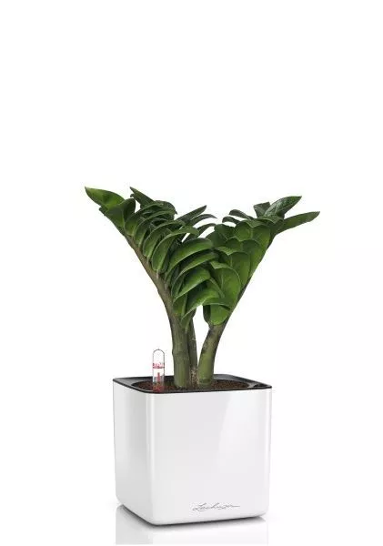 Замиокулькас Зензи 12/30 см в CUBE GLOSSY 14