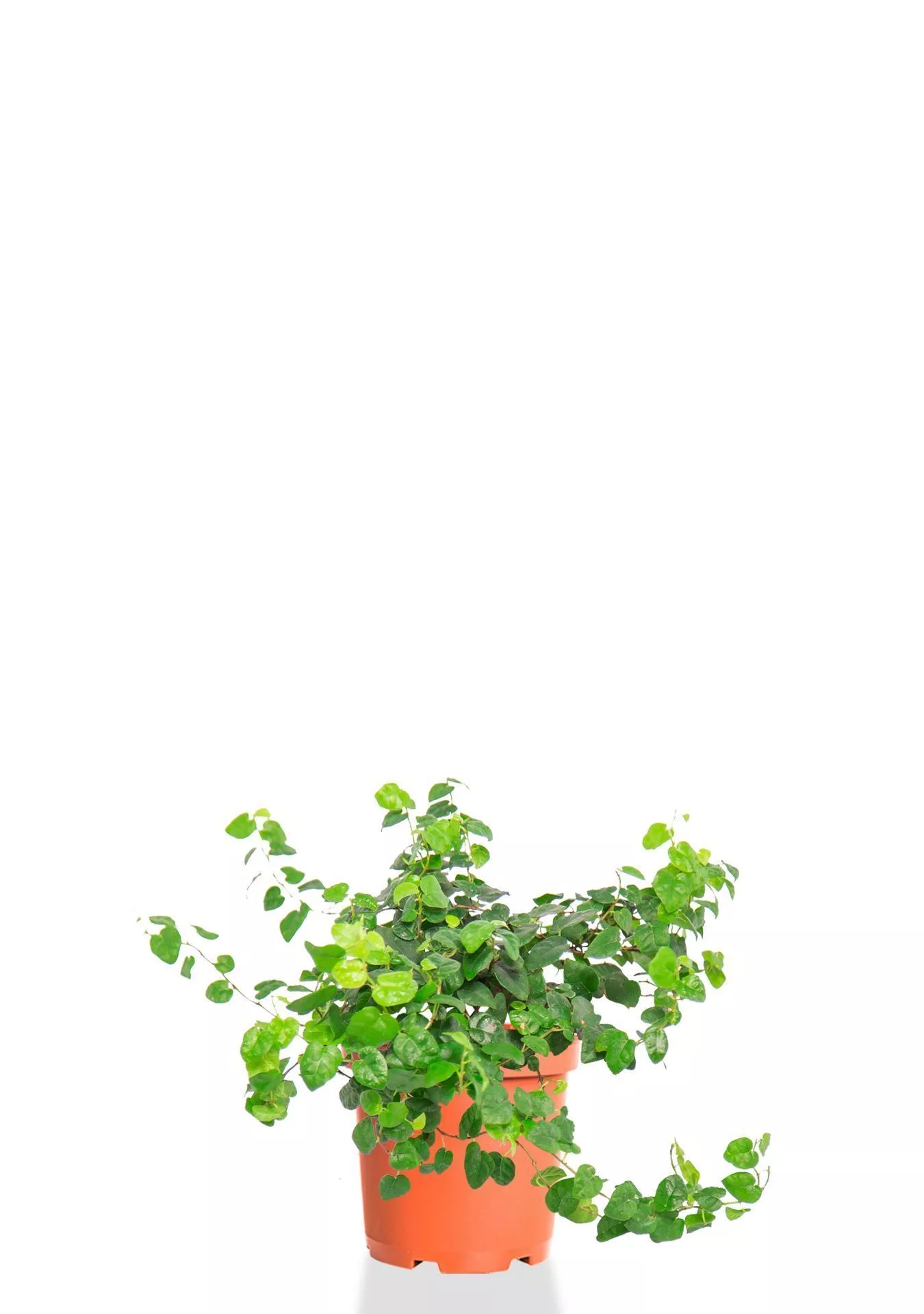 Фикус Пумила 12/15 см