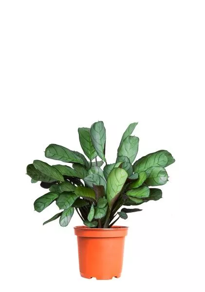 Ктенанта Амагрис 12/30 см