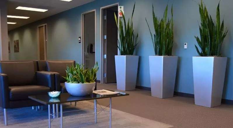 10 лучших растений для зоны ожидания в офисе