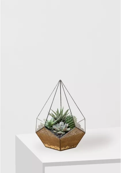 Флорариум - капля с кактусами и суккулентами