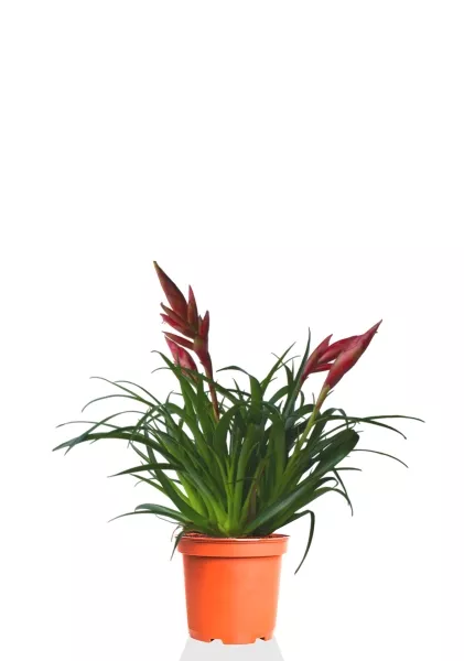 Вриезия Астрид 12/30 см