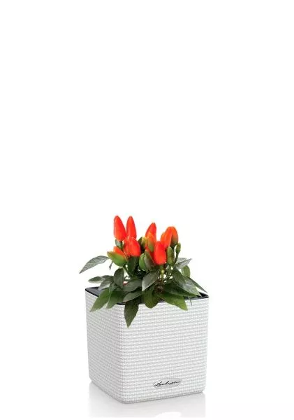 Капсикум микс 10/25 в CUBE COLOR 14