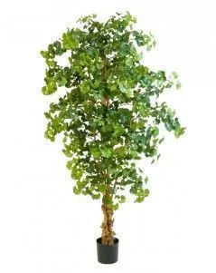 Гинкго Форест