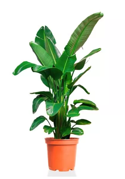 Стрелиция Николай 30/180 см