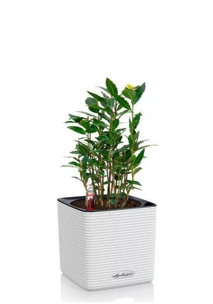 Лавр 14/40 см в CUBE COLOR 16