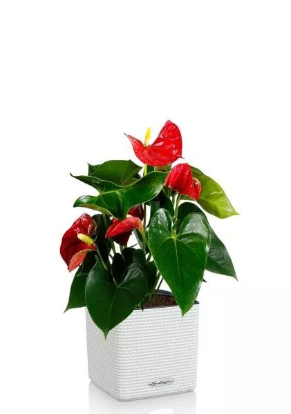 Антуриум Андрианум красный 12/40 см в CUBE COLOR 14