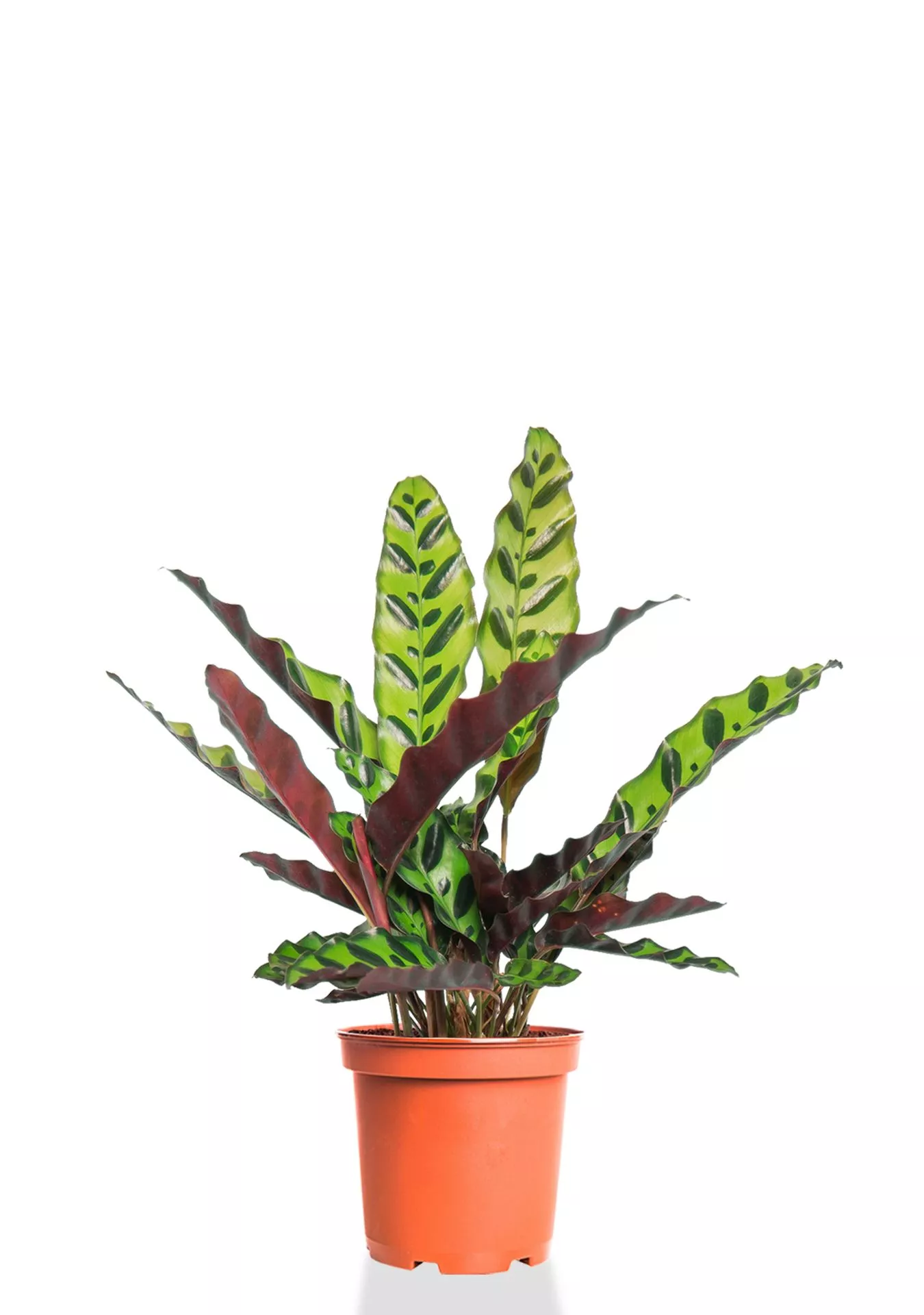 Калатея Лансифолия 12/30 см